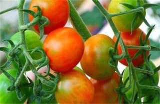 番茄转色不良原因及防治方法,第3图
