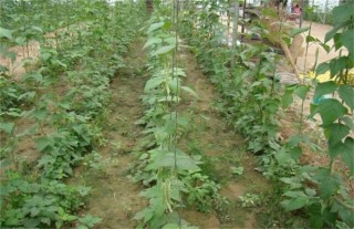 四季豆的种植时间和种植方法,第4图