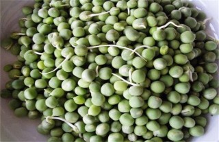 豌豆播种前种子处理方法,第3图