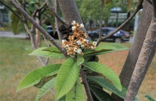 荔枝旺长不开花解决方法,第5图