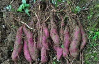 红薯膨大期施肥方法,第1图