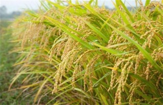 水稻的需肥规律,第4图