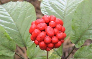 西洋参的种植前景,第2图