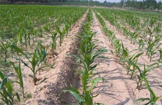 甜玉米的苗期种植管理技术,第2图