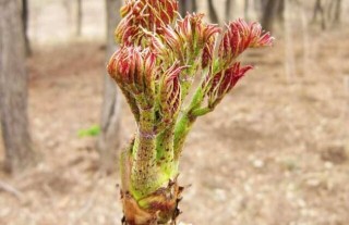 刺老芽怎么种植,第4图