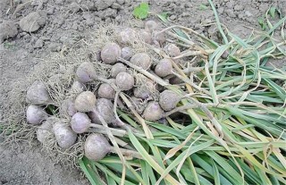 独头蒜的种植技术,第4图