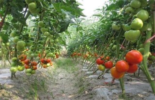 夏季番茄的技术管理,第2图
