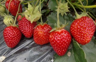 草莓怎么保存时间长？,第1图