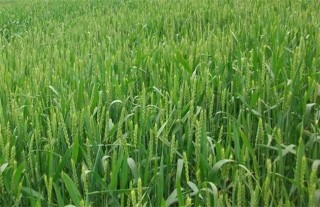 冬小麦的需肥特点,第1图