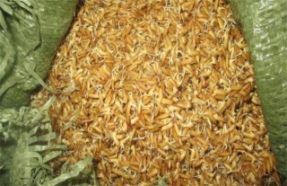 水稻的种植技术,第2图