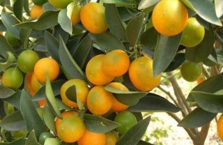 柑橘种植技术,第2图