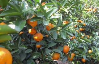 柑橘的病虫害防治技术,第1图