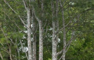 白皮松种植前景,第2图