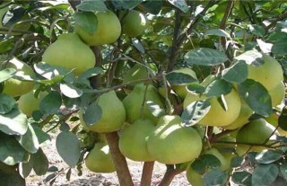 沙田柚种植几年结果？,第4图