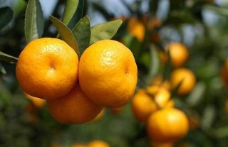 柑橘落果怎么办,第4图