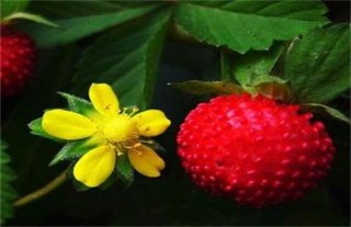 蛇莓的种植技术,第3图
