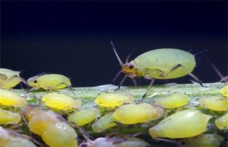 蔬菜蚜虫无公害防治技术,第3图