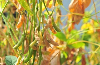 黄豆的种植技术,第1图