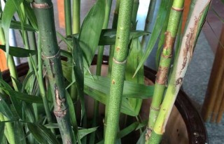 家里养竹子有什么讲究？,第4图