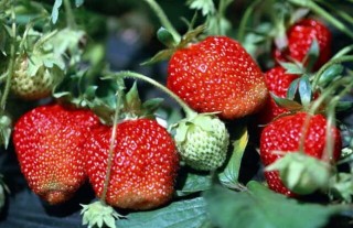 草莓怎么保存时间长？,第3图