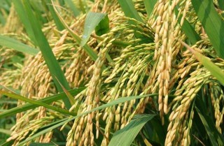 水稻后期的田间管理措施,第5图