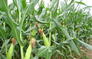 种玉米用什么肥料最好？,第3图