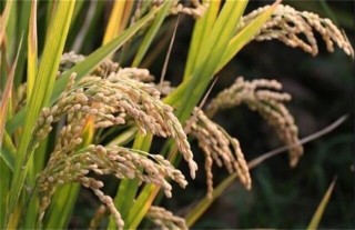 水稻早穗的原因及防治方法,第5图