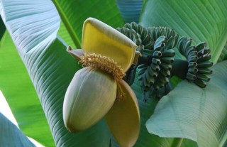 芭蕉的种植技术,第2图