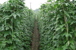 豇豆高产种植技术,第2图