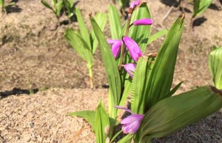 白芨种植基地在哪里？,第3图