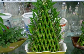 富贵竹扦插繁殖方法,第1图