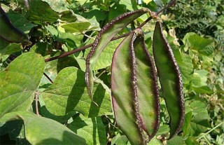 扁豆高产种植技术,第1图