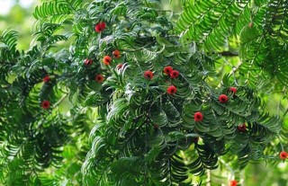 红豆杉是几级保护植物？,第2图