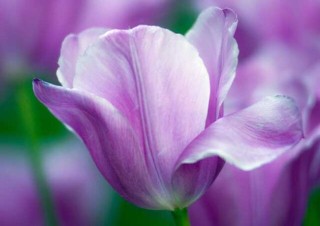 紫色郁金香的花语和故事传说,第2图