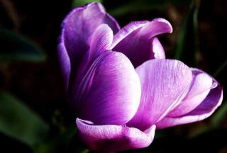 紫色郁金香的花语和故事传说,第4图
