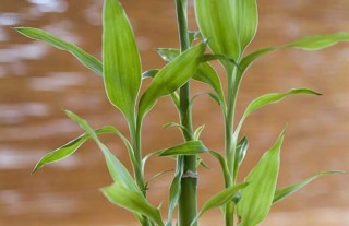 富贵竹扦插繁殖方法,第4图
