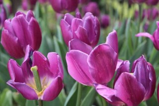紫色郁金香的花语和故事传说,第3图
