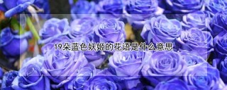 19朵蓝色妖姬的花语是什么意思,第1图