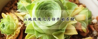 山地玫瑰几月份开始苏醒,第1图