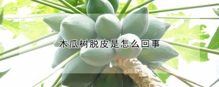 木瓜树脱皮是怎么回事,第1图