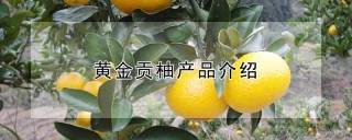 黄金贡柚产品介绍,第1图