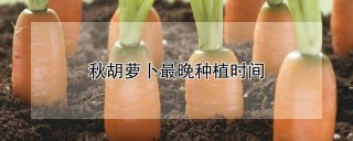 秋胡萝卜最晚种植时间,第1图
