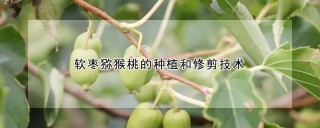 软枣猕猴桃的种植和修剪技术,第1图