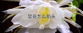 昙花怎么掐头,第1图