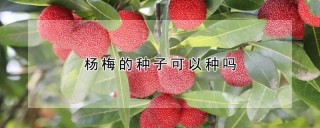 杨梅的种子可以种吗,第1图