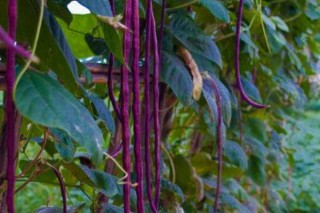 紫豆角种植时间和方法,第3图