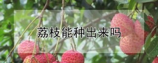 荔枝能种出来吗,第1图