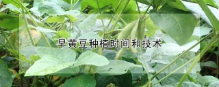 早黄豆种植时间和技术,第1图