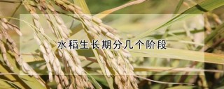 水稻生长期分几个阶段,第1图