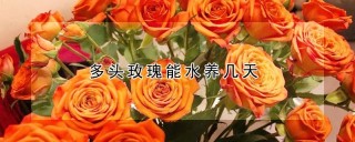 多头玫瑰能水养几天,第1图